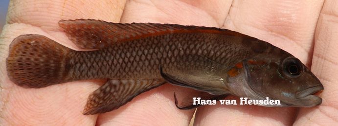 Telmatochromis salzburgeri 'Lufubu River'